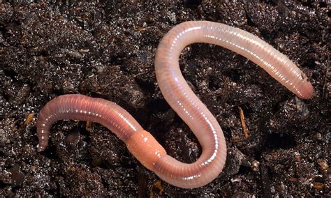 5 Earthworm Benefits