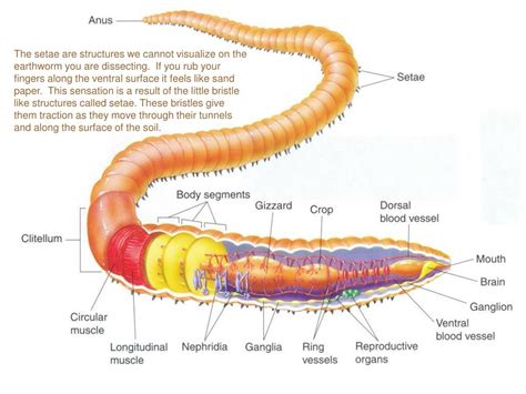 earthworm anatomy labeled