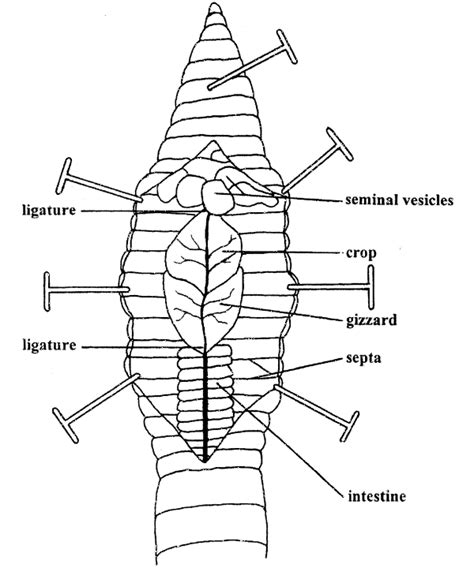 earthworm anatomy worksheet