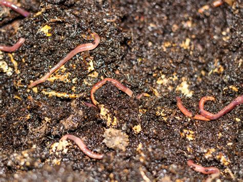 earthworm castings definition