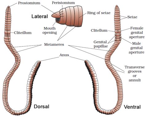 earthworm diagram class 11