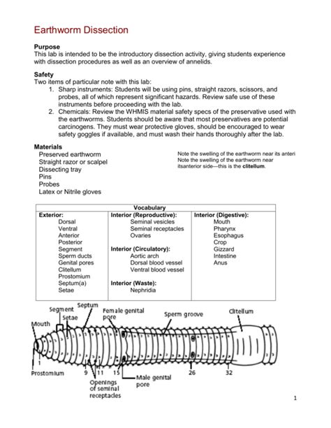 Earthworm Dissection Lab Purpose