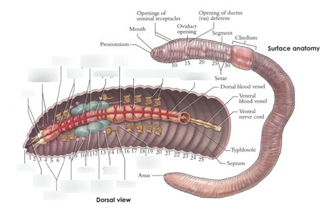 earthworm dissection quizlet