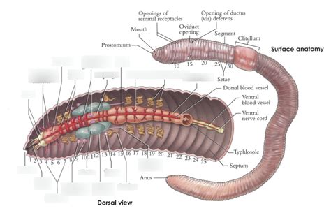 Unravel Earthworm Dissection: A Step-by-Step Guide for Curious Learners