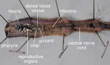 earthworm dissection video