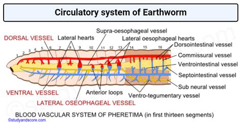 5 Facts Earthworm Heart