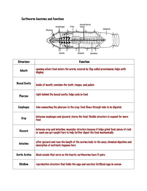 Earthworm Structure And Function Chart