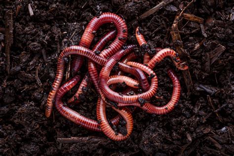 Earthworms Benefits