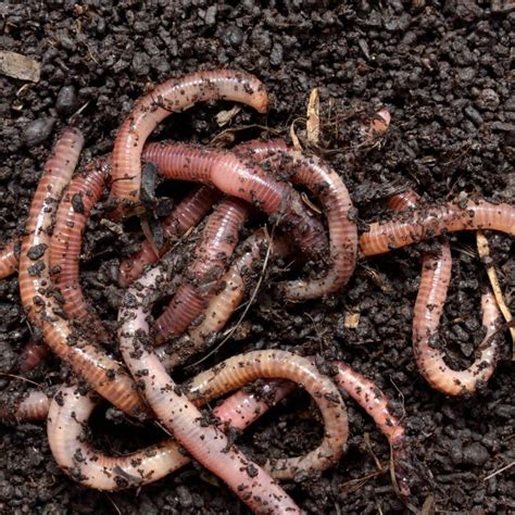 earthworms for garden for sale near me
