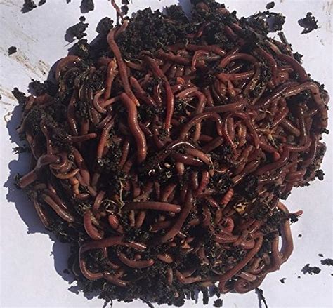 earthworms for sale near me