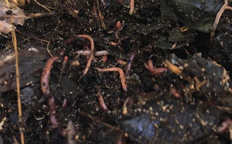 earthworms for sale perth