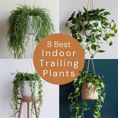 Easiest Trailing House Plants