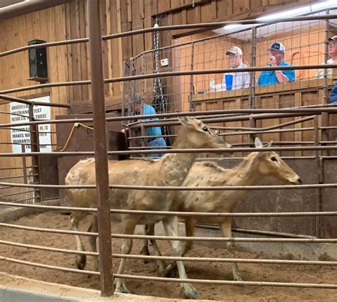 east texas livestock auction