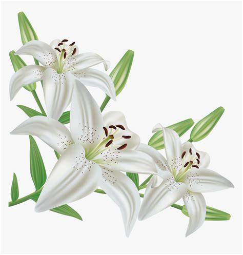 Best White Lily Illustrations, RoyaltyFree Vector Graphics & Clip Art