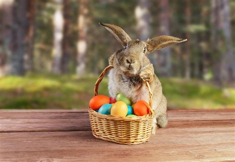easter bunny and eggs images