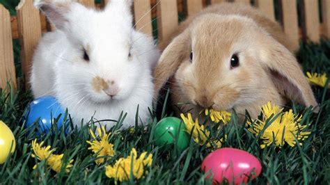 easter bunny wallpaper backgrounds
