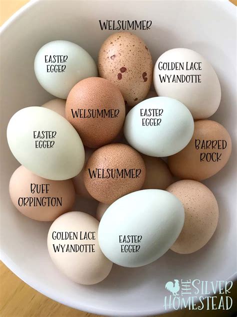easter egger chicken colors