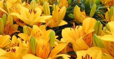 Easter Lilies Yellow