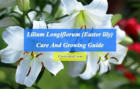 Easter Lily Growing Requirements