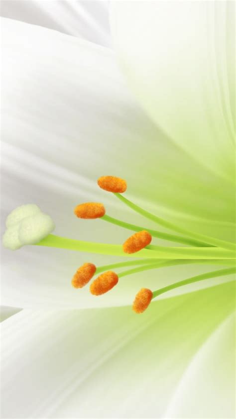 Easter Lily Iphone Wallpaper