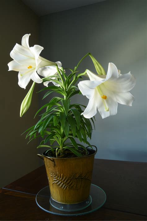 Easter Lily Not Blooming