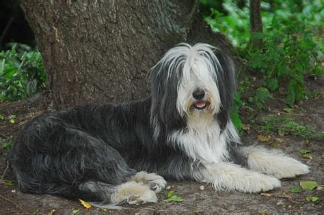 eastern bearded collie club