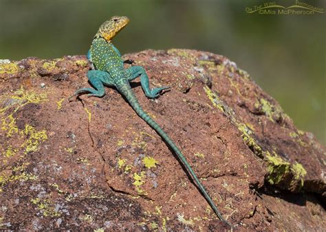 Eastern Collared Lizard Male