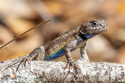 eastern fence lizard poisonous