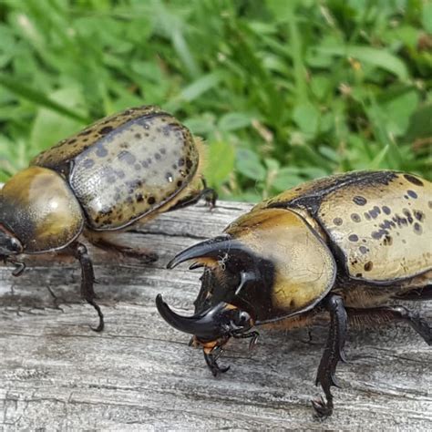 eastern hercules beetle diet