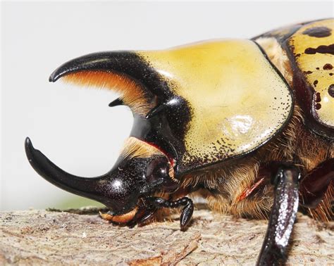 eastern hercules beetle facts