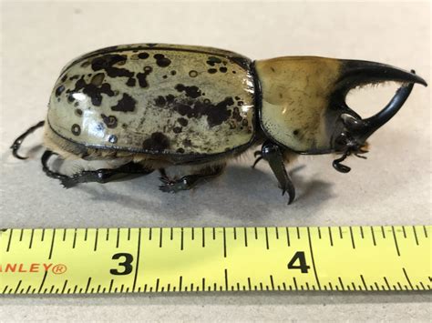 eastern hercules beetle pet