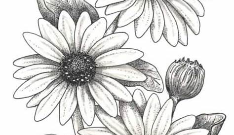 Easy Beginner Pencil Drawings Of Flowers 42 Simple And Flower For s Cartoon