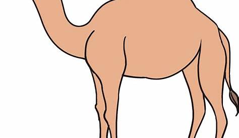 How to Draw a Camel for Kids - How to Draw Easy