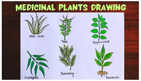 Easy Medicinal Plants Drawing Draw Your To Learn Them