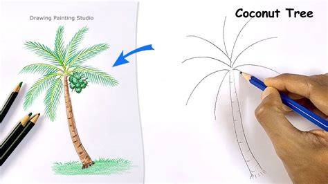 Coconut Tree Drawing at GetDrawings Free download