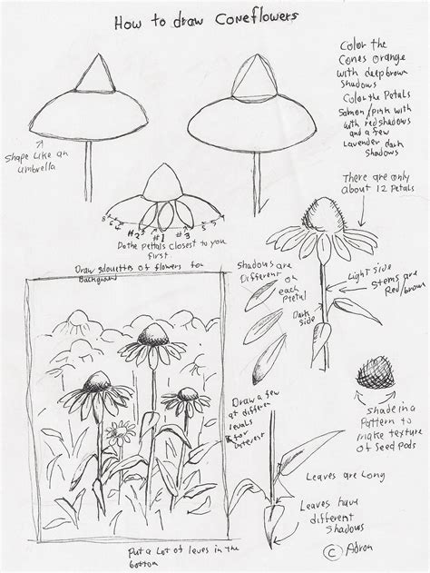 Easy Coneflower Drawing