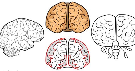 Simple Brain Drawing at GetDrawings Free download