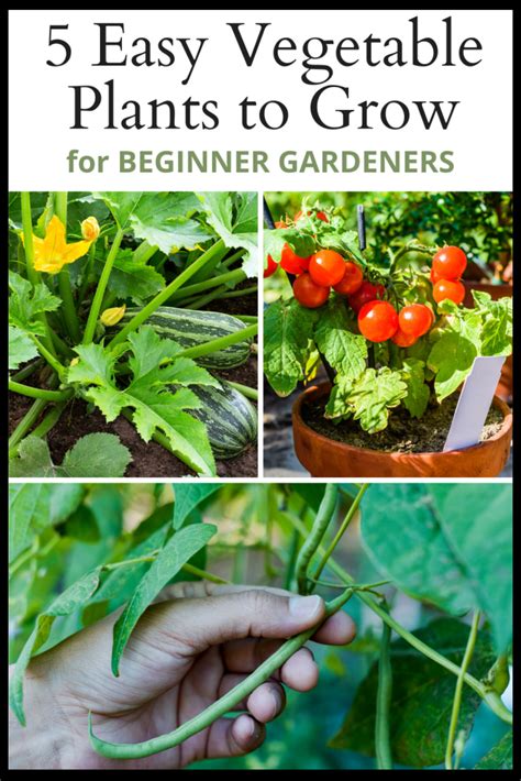11 Truly Easy Grow Vegetables (+ 4 That Really Aren't) An Oregon Cottage