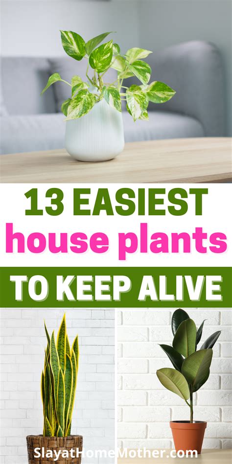 Easy Plants To Keep Alive