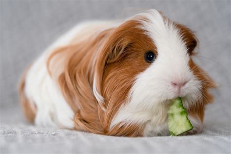 Easy Small Indoor Pets