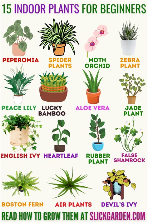 Easy Small Plants For Beginners