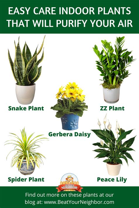 easy to care for indoor plant