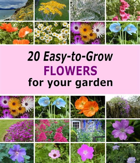 Easy Flowers To Grow From Seeds Top 10 Easy To Grow Flowers And Seeds