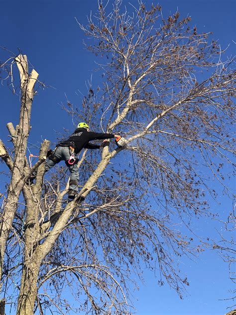 easy tree service mn