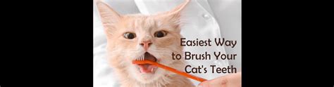 Easy Way To Brush Cats Teeth