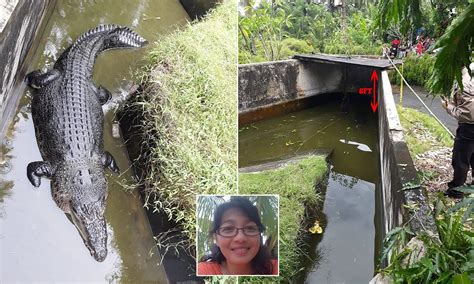 eaten by alligator video