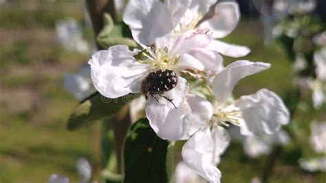 Eating Apple Blossoms