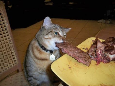 Eating Cat For Meat
