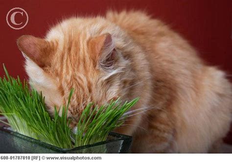 Eating Disorders In Animals