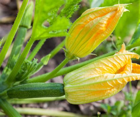 Eating Raw Zucchini Flowers